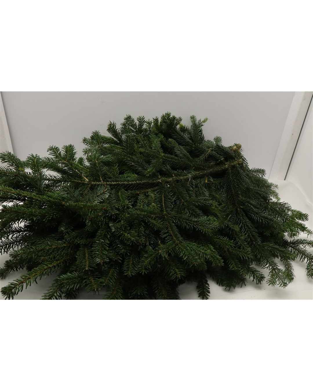 Green Spruce (Nordman)