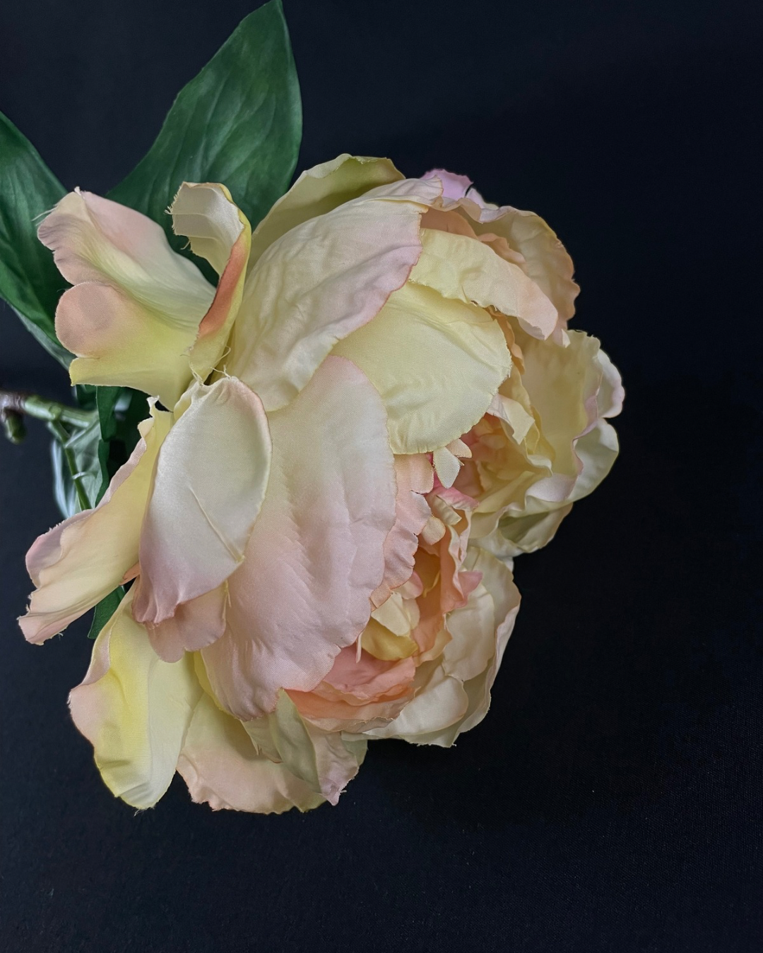 Silk Peony Blush Cream