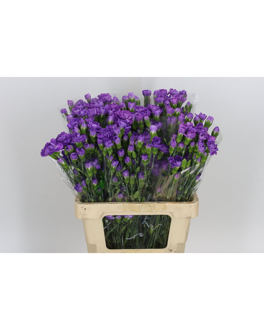 Purple Spray Carnation