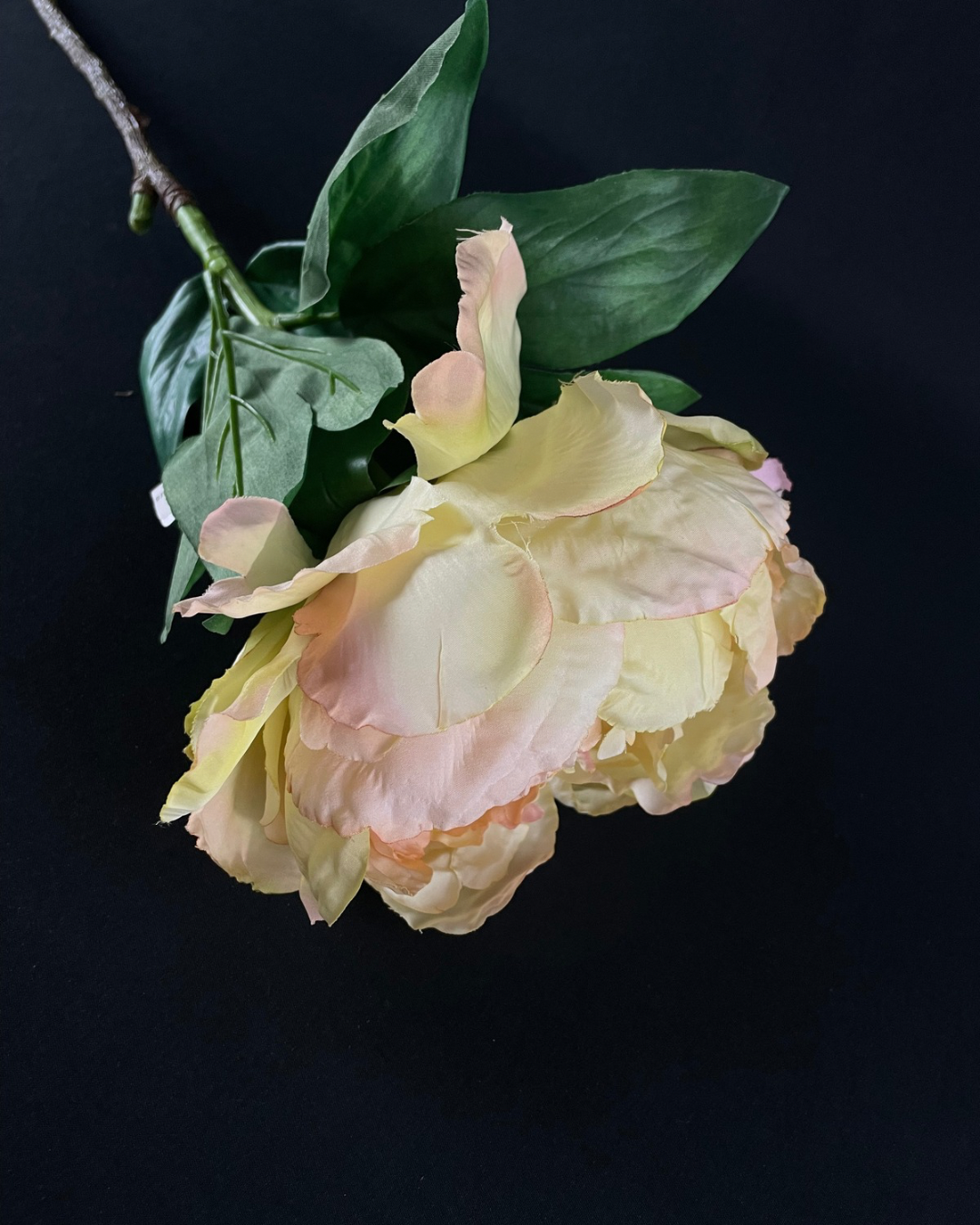 Silk Peony Blush Cream