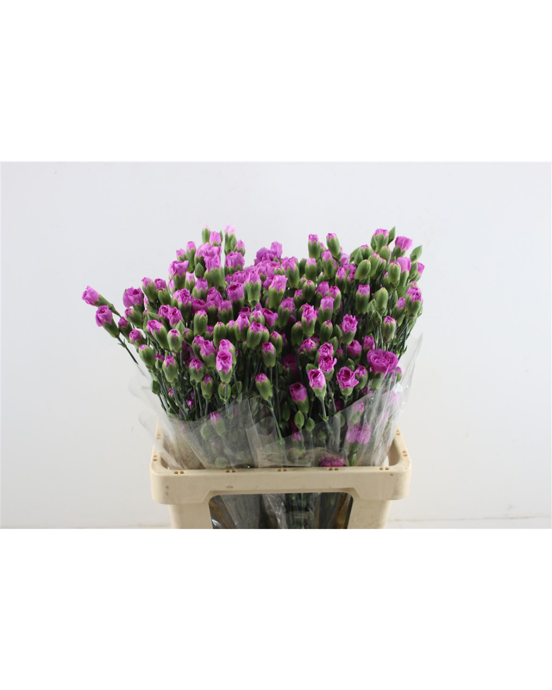 Lilac Spray Carnations