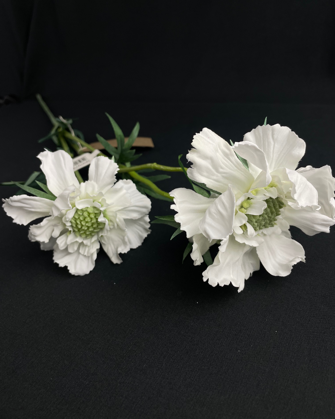 Scabious White