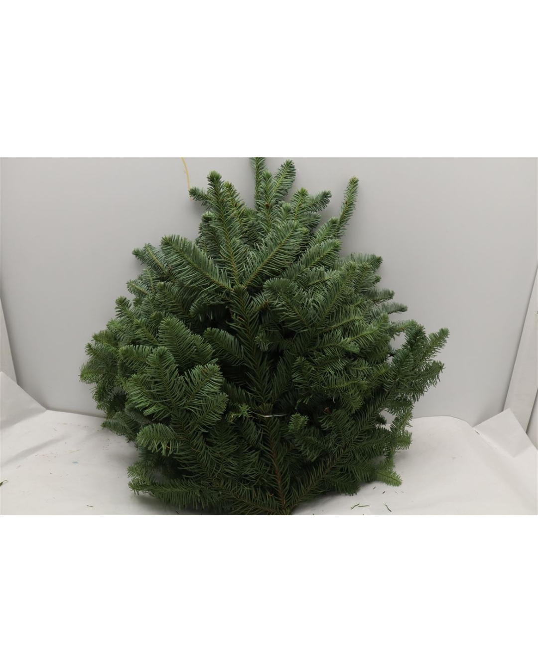 Blue Spruce (Nobilis)