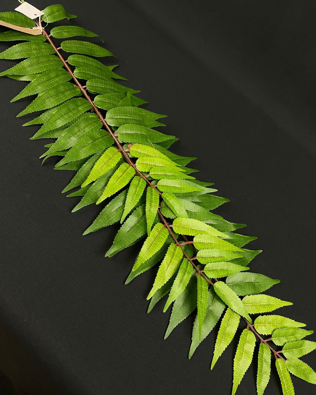 Silk Crocodile Fern