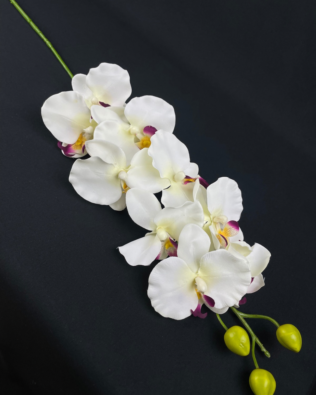 Silk Phalaenopsis