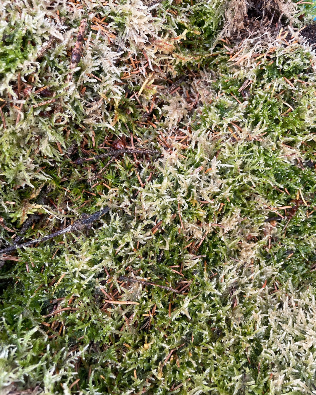 Norfolk Moss