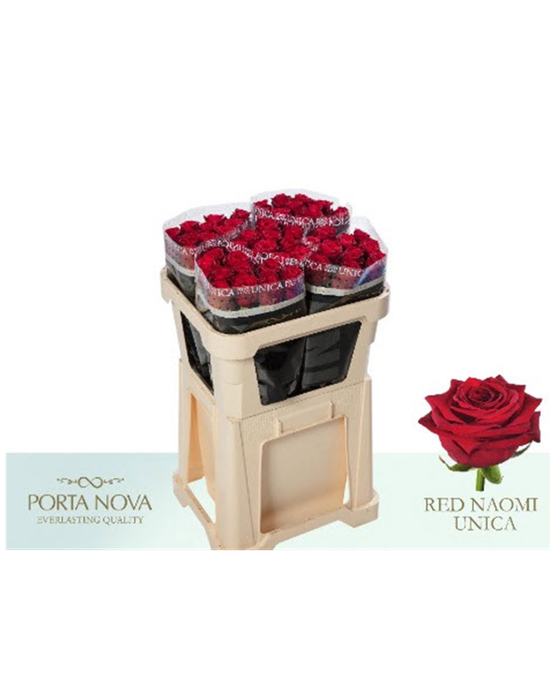 Rose Red Naomi (Porta Nova)