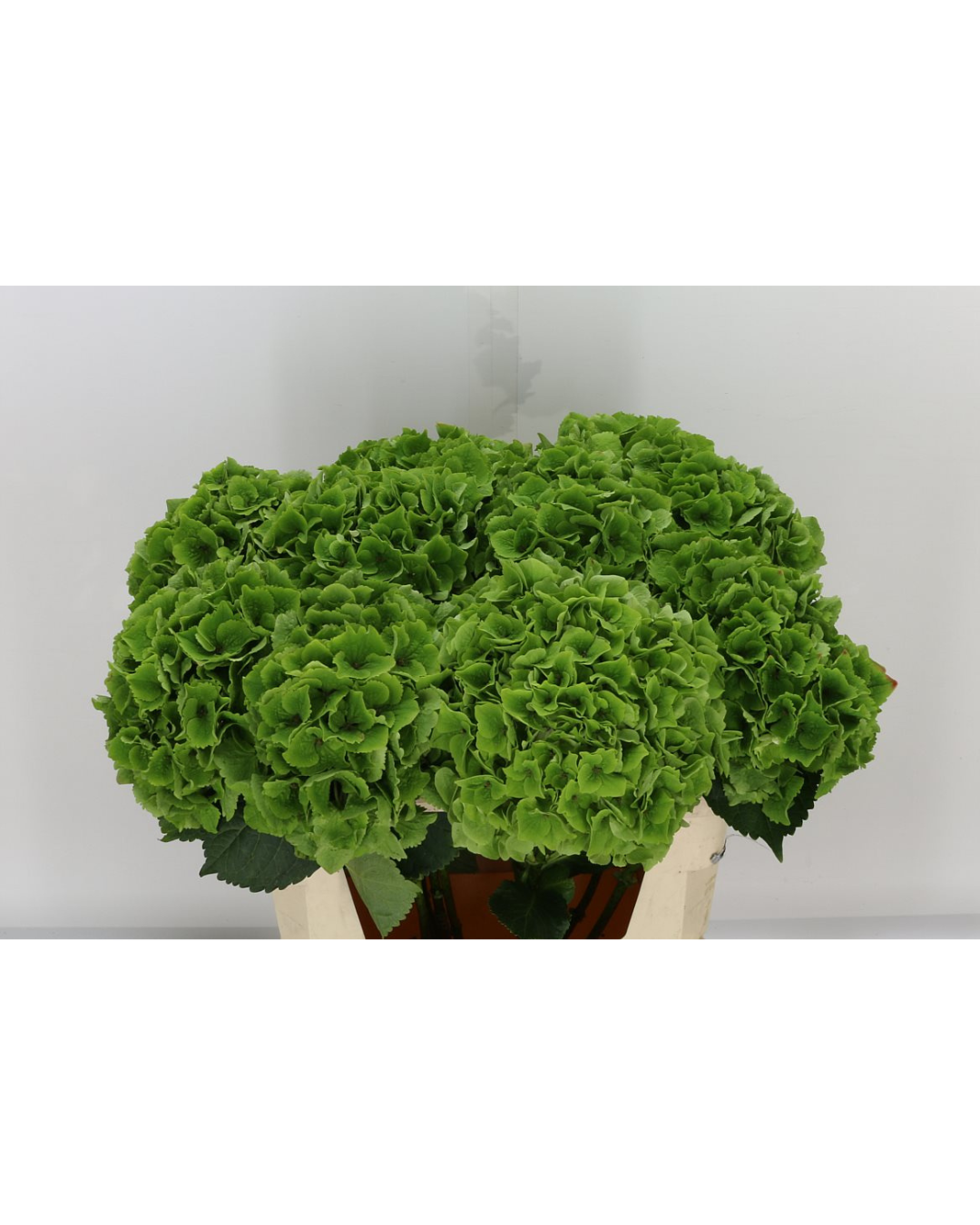 Hydrangea Magic Emerald