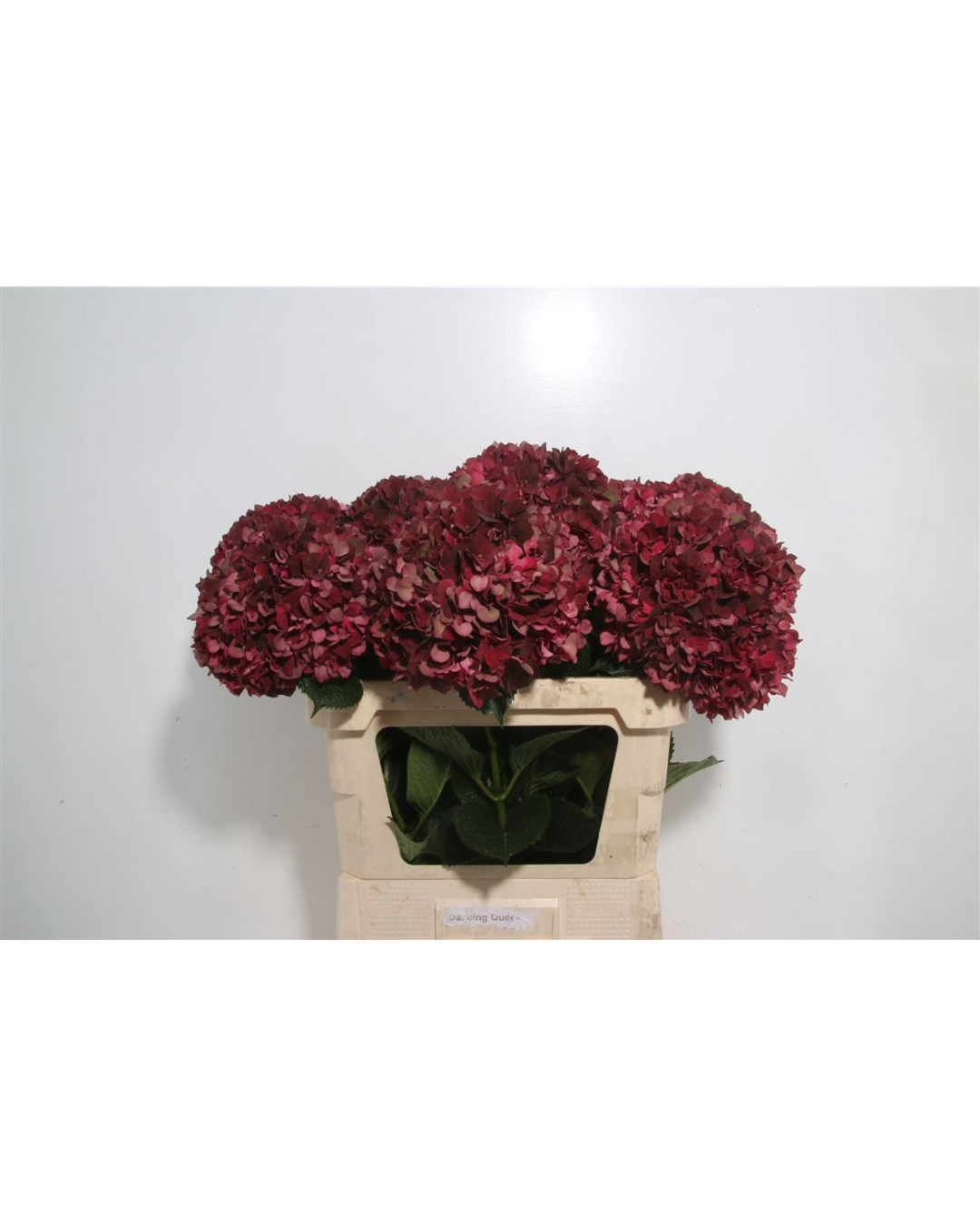 Hydrangea Magical Ruby Red