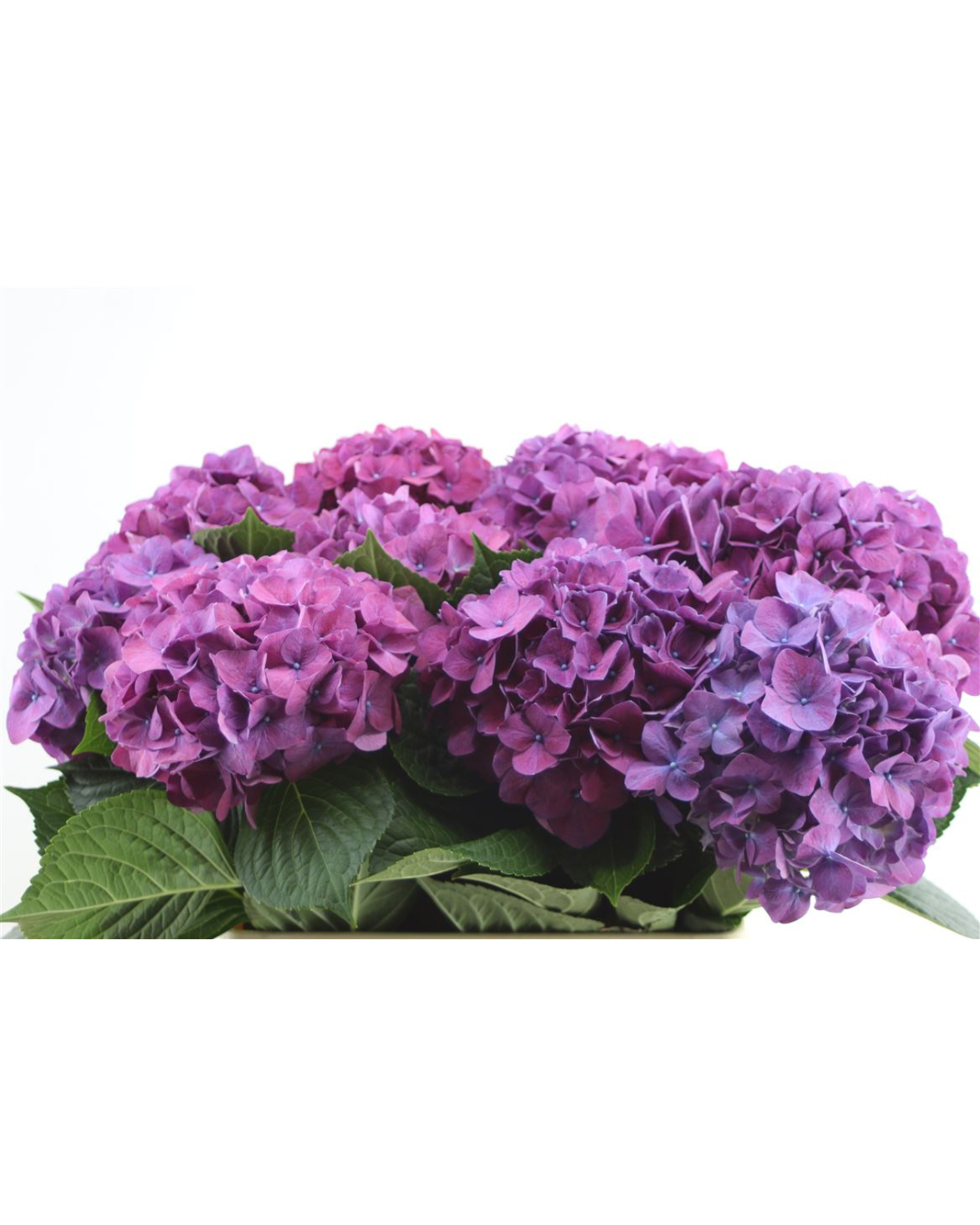 Hydrangea Magical Rodeo Purple