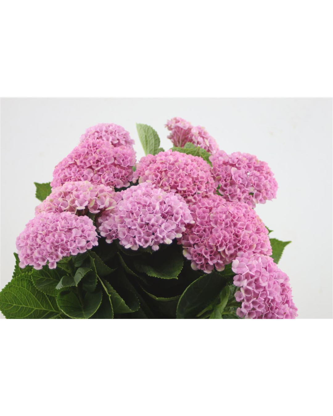 Hydrangea Magic Revolution Pink