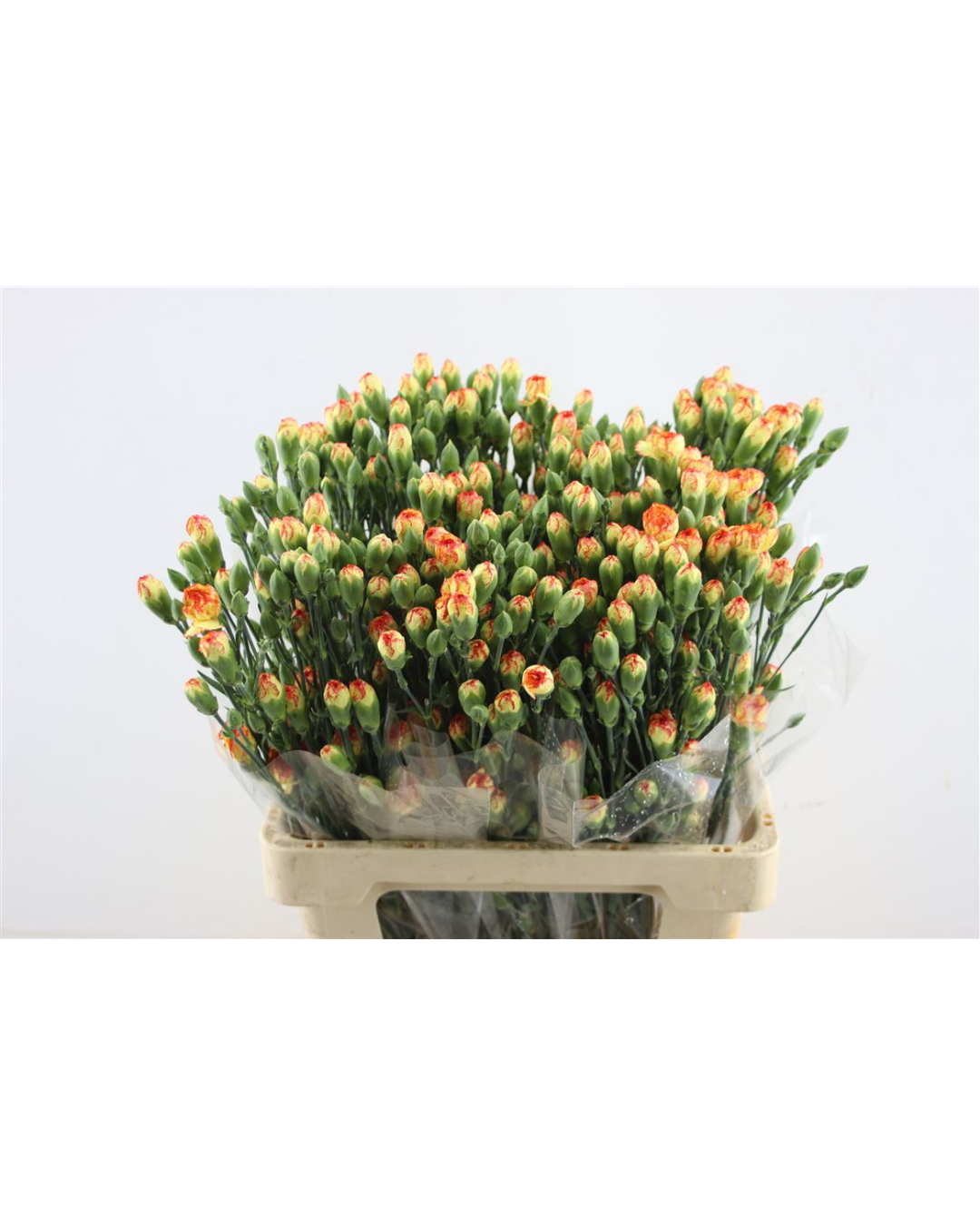 Orange Spray Carnations