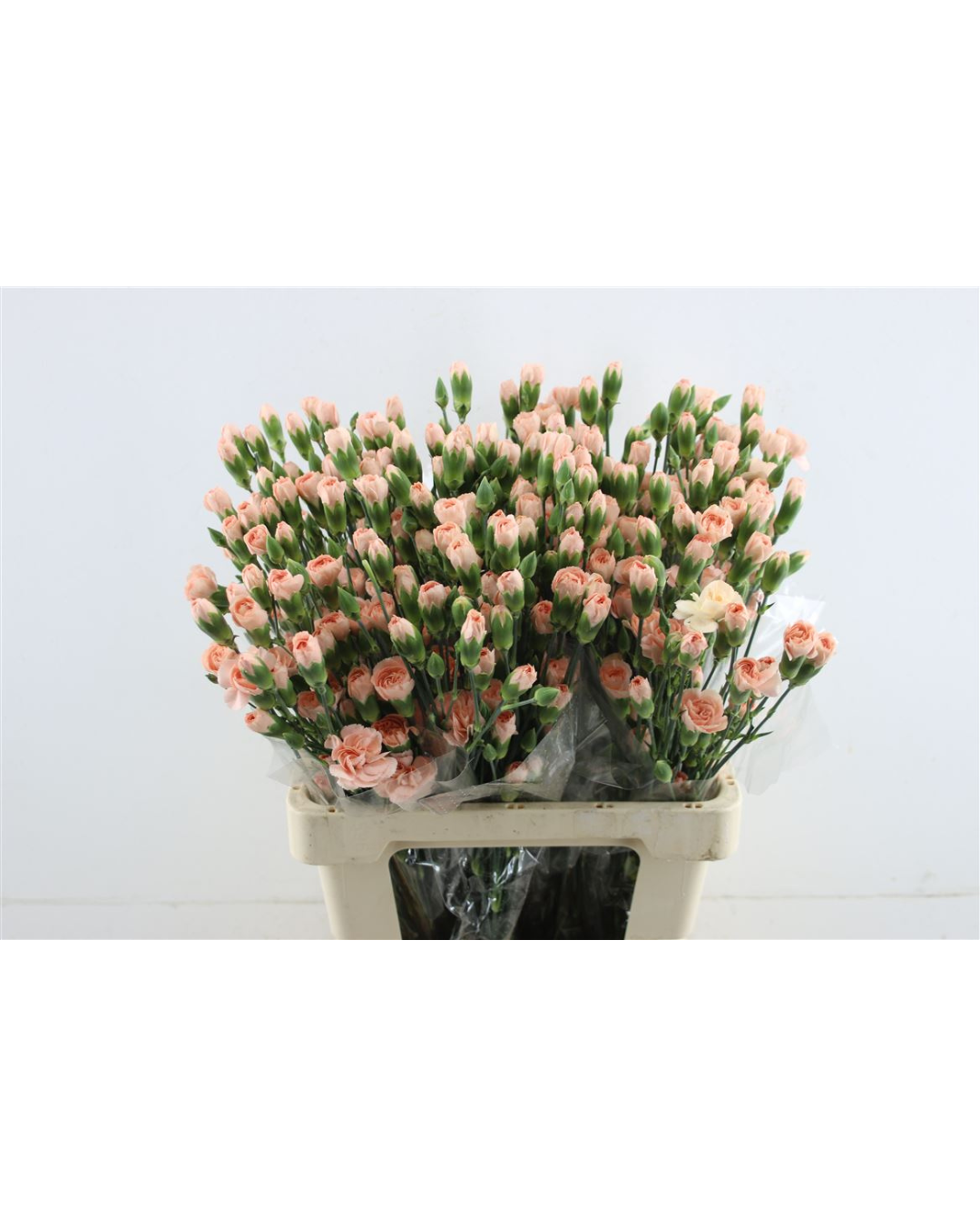 Peach Spray Carnation