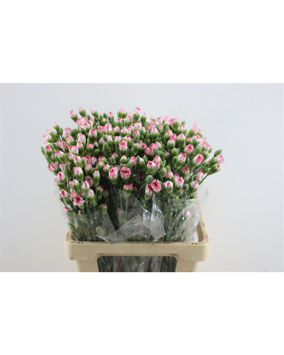 Pink Spray Carnations