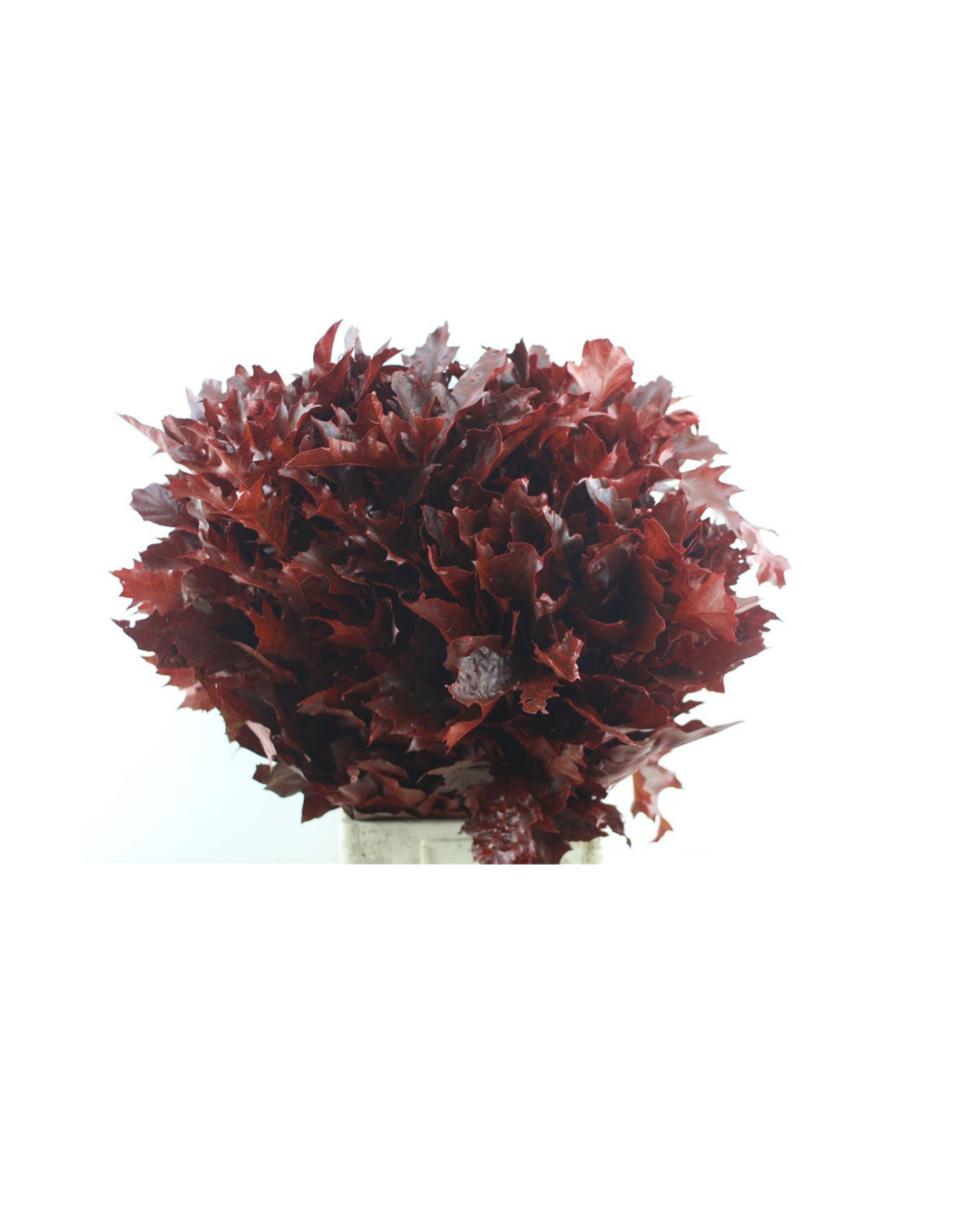 Quercus Rubra Red