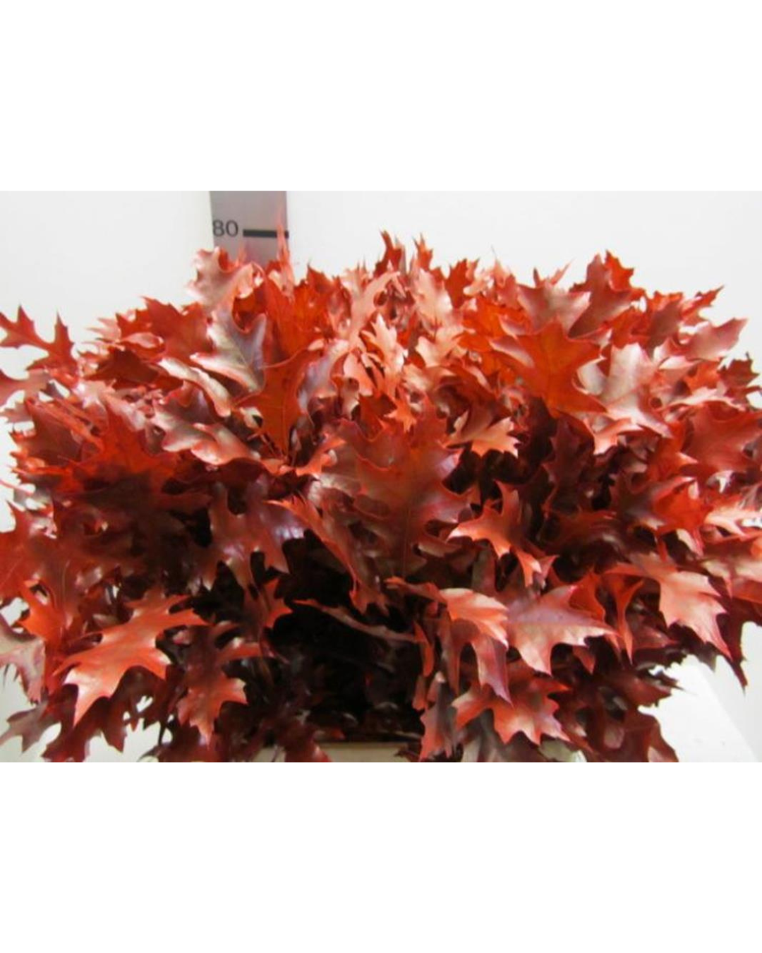 Quercus Palustris Red