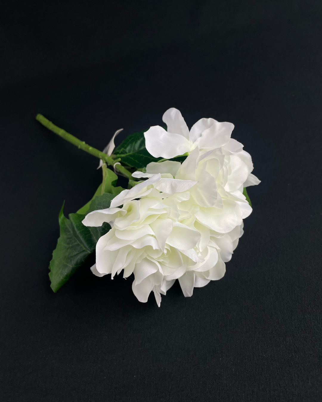 Hydrangea - Ivory