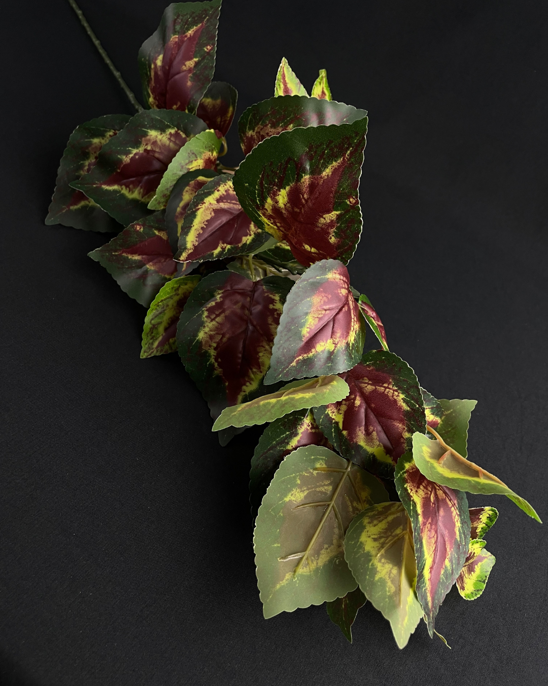 Coleus Spray