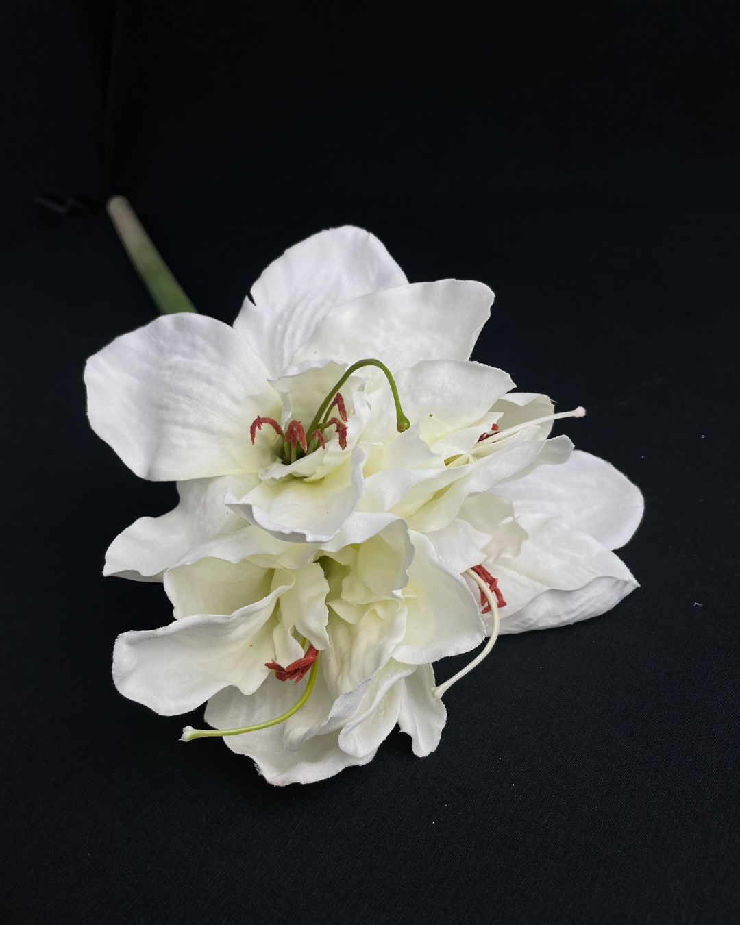 Amaryllis Open