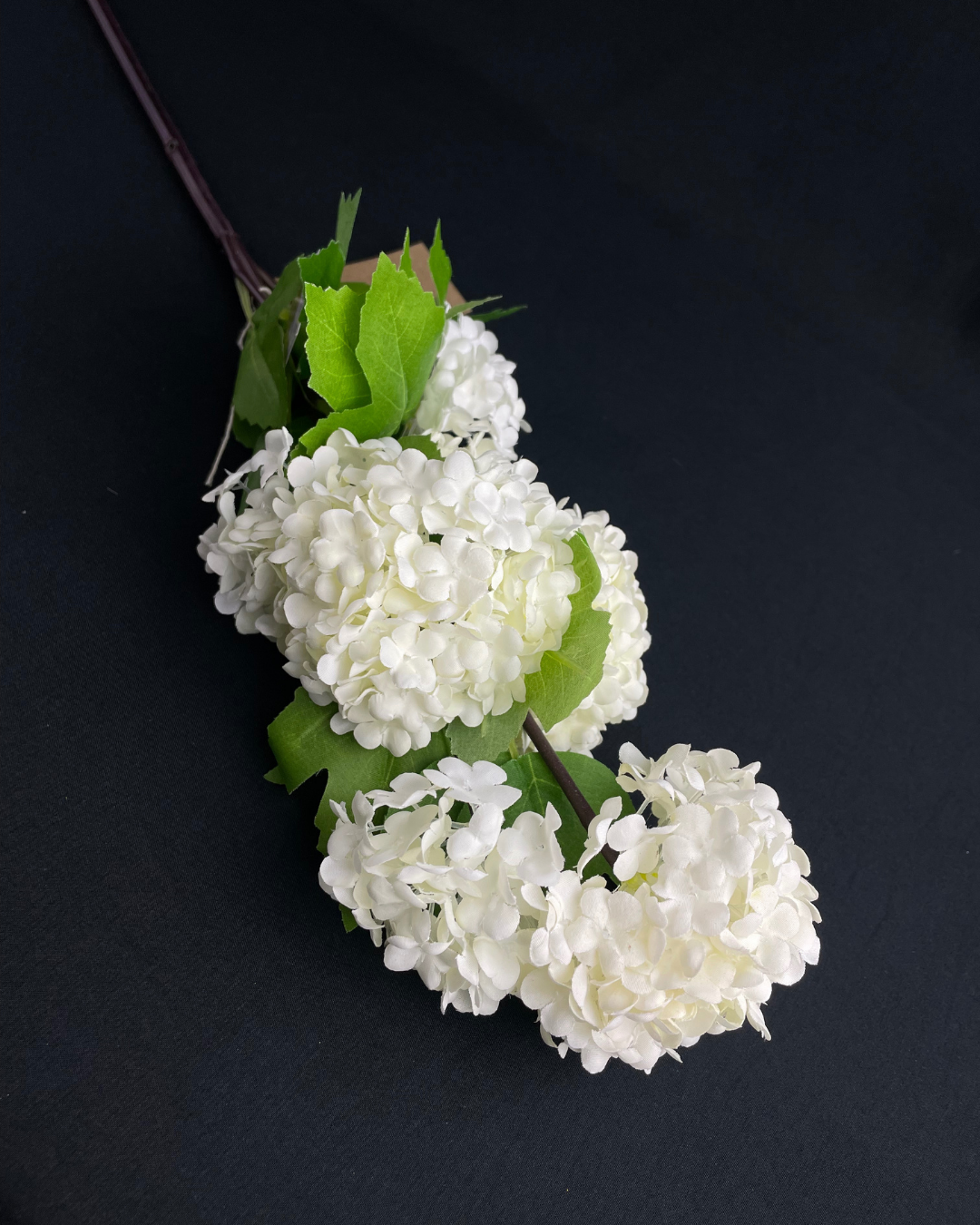 Viburnum White