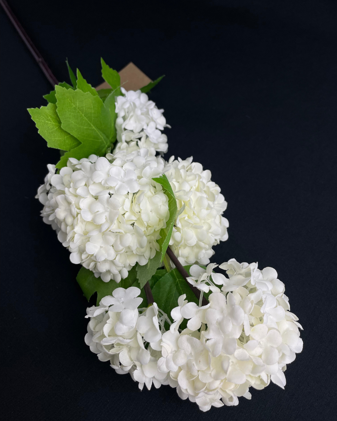 Viburnum White