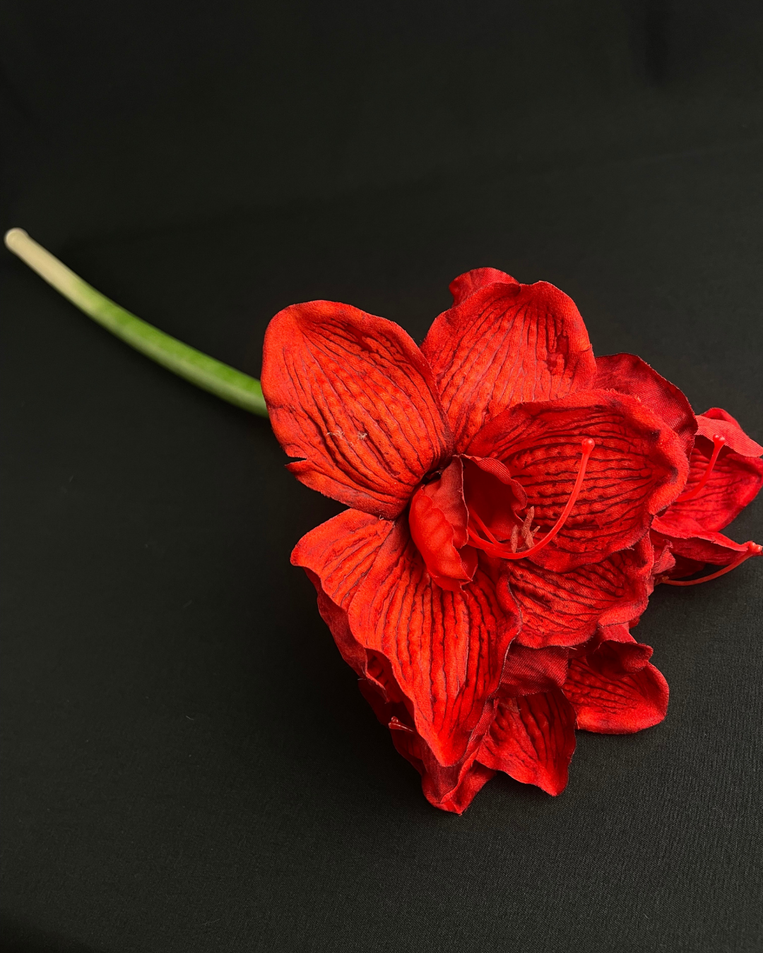 Amaryllis Open