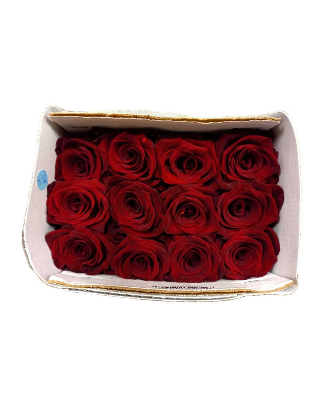 Red Explorer - (Valentine's Roses) AVAILABLE FROM 3RD FEBRUARY