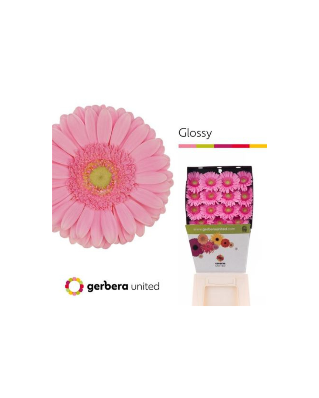 Gerbera Glossy