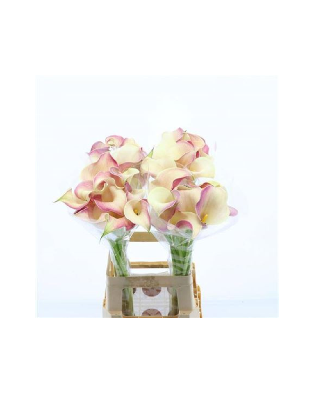 Calla Blushing Lady