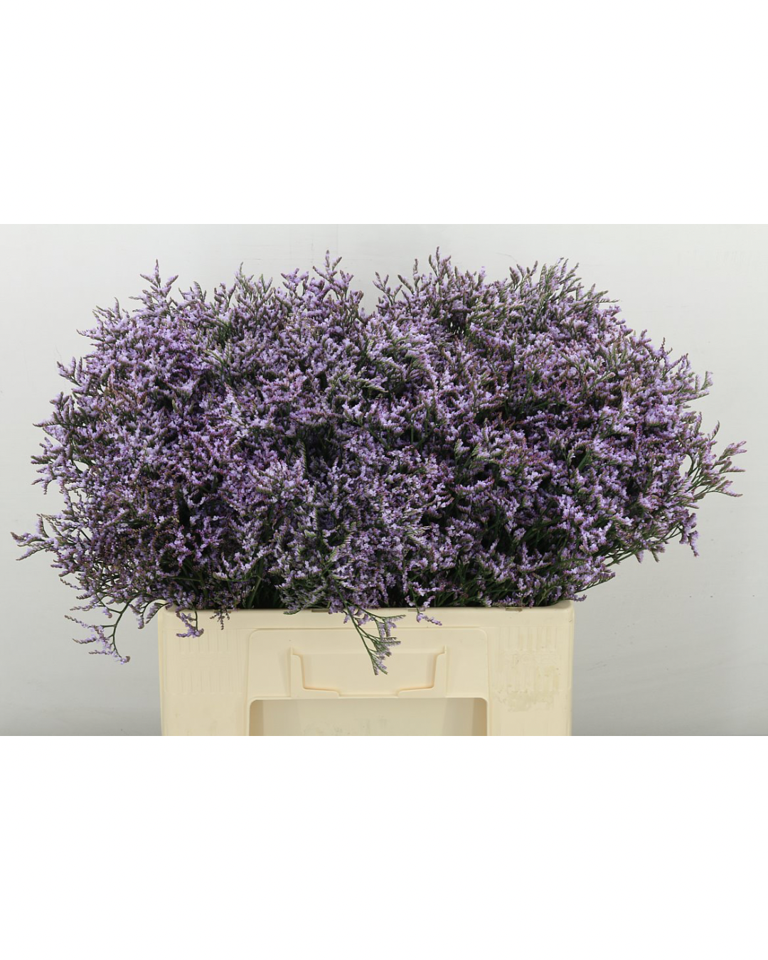 Limonium