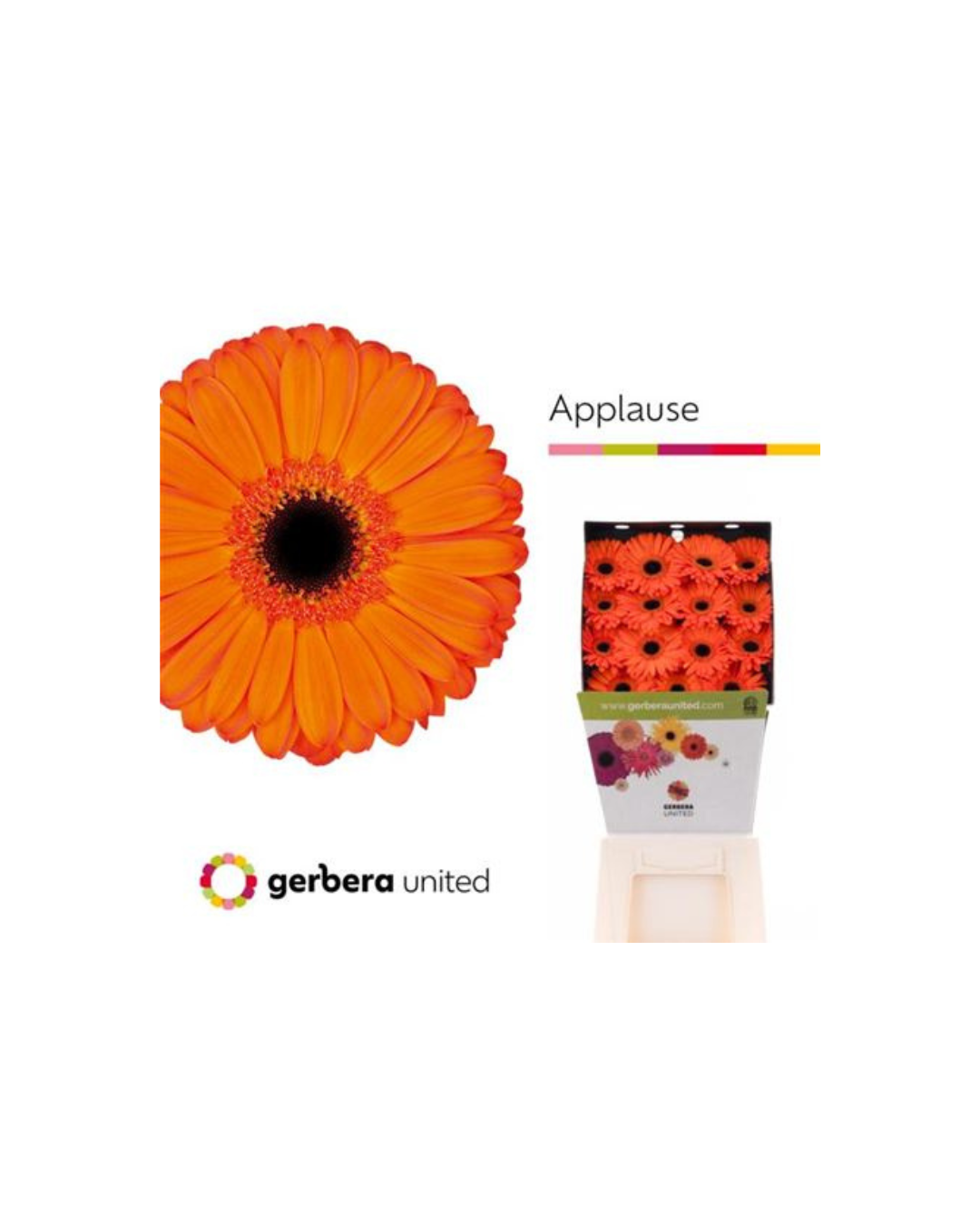 Gerbera Applause