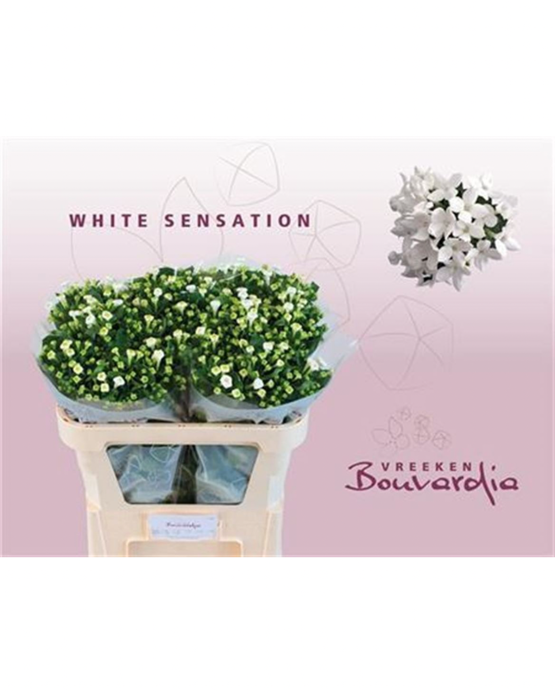 Bouvardia White Sensation