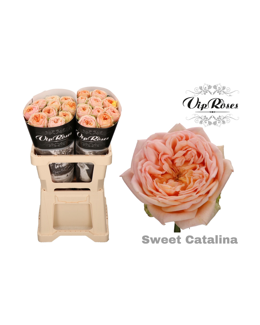 Rose Sweet Catalina