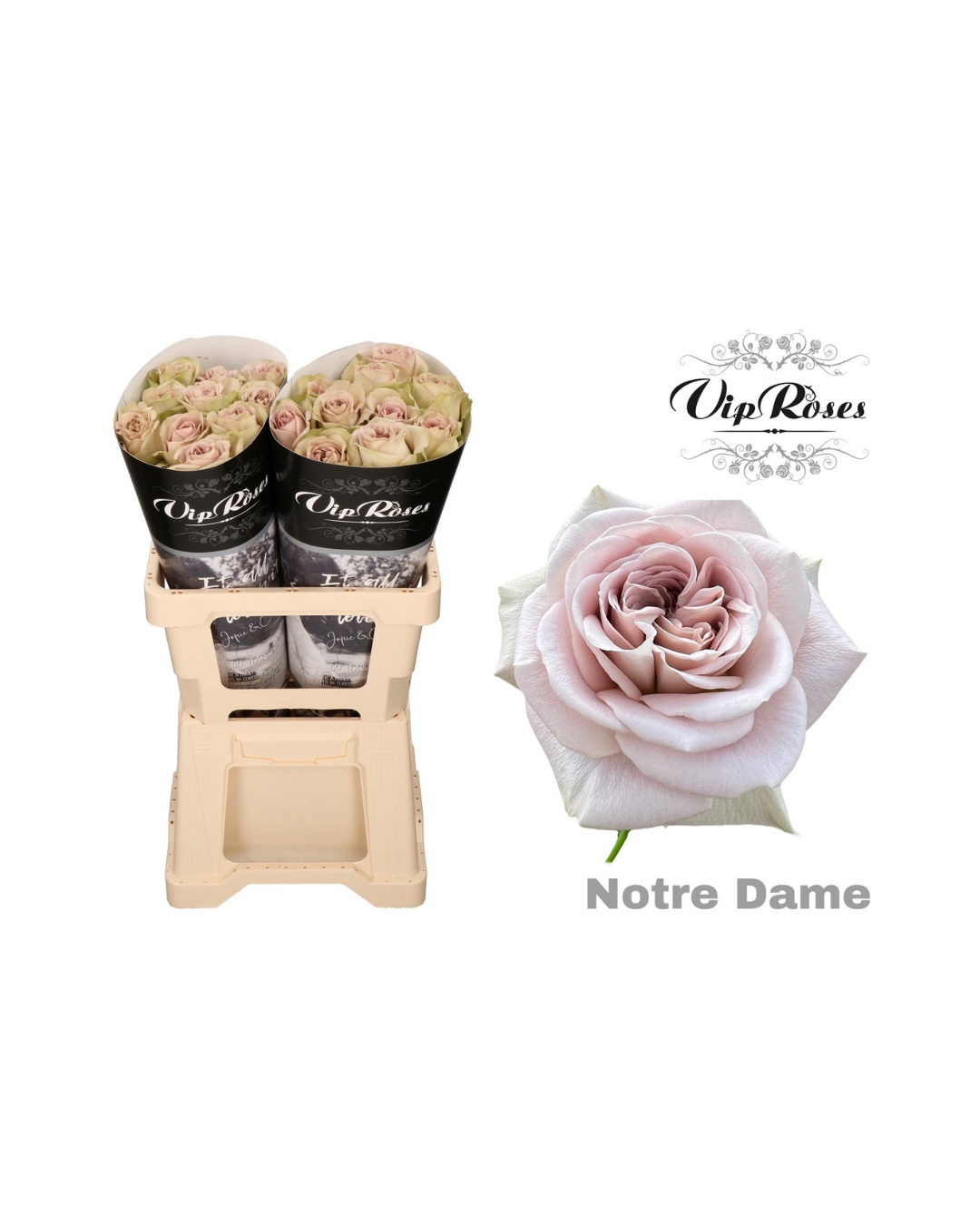 Rose Notre Dame