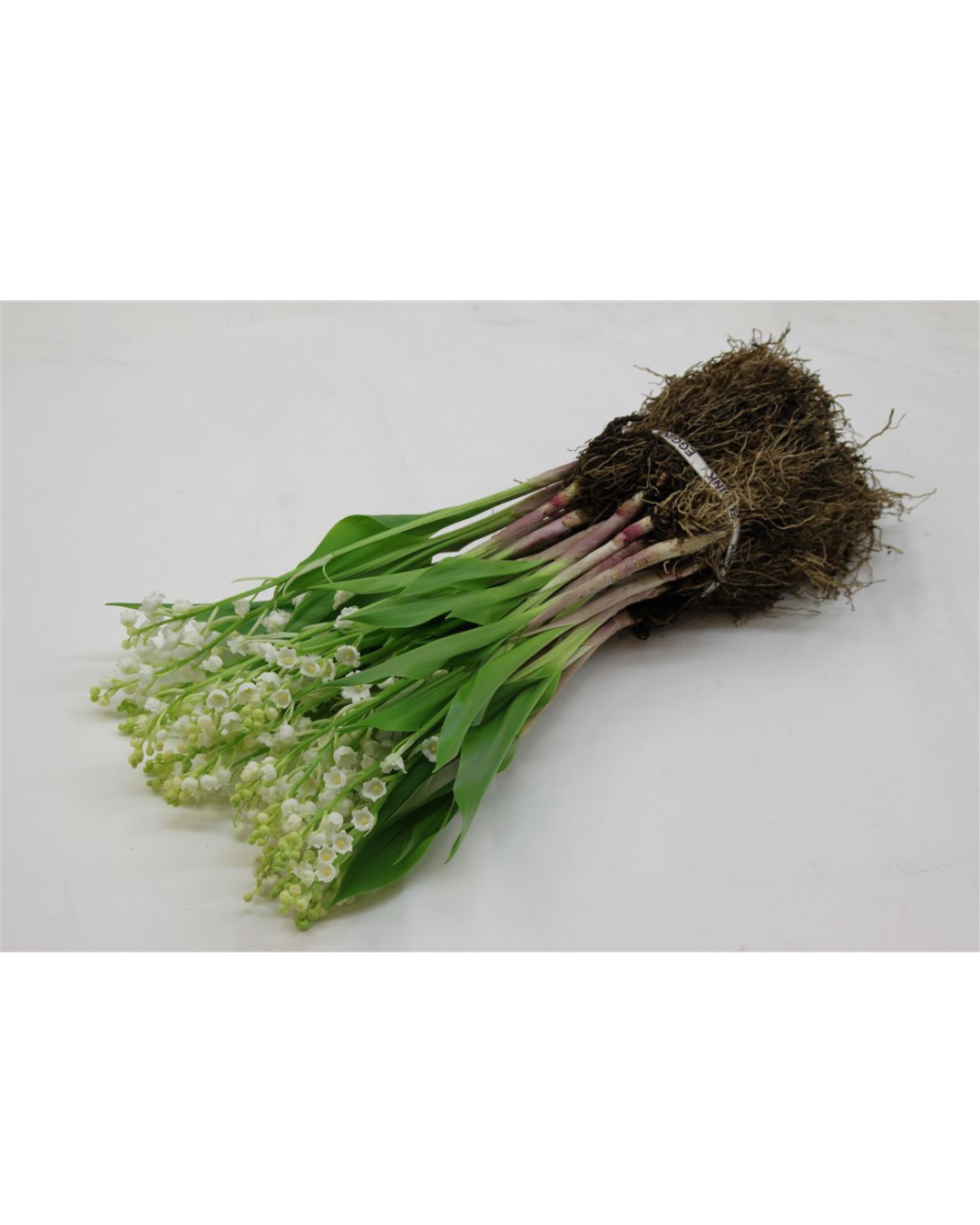 Convallaria Majalus (Lily of the valley)