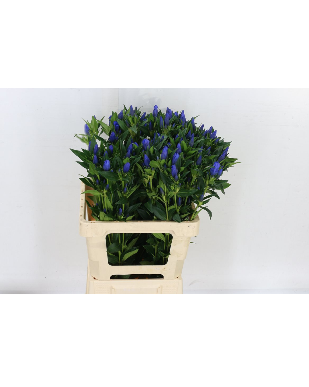 Gentiana Just Blue