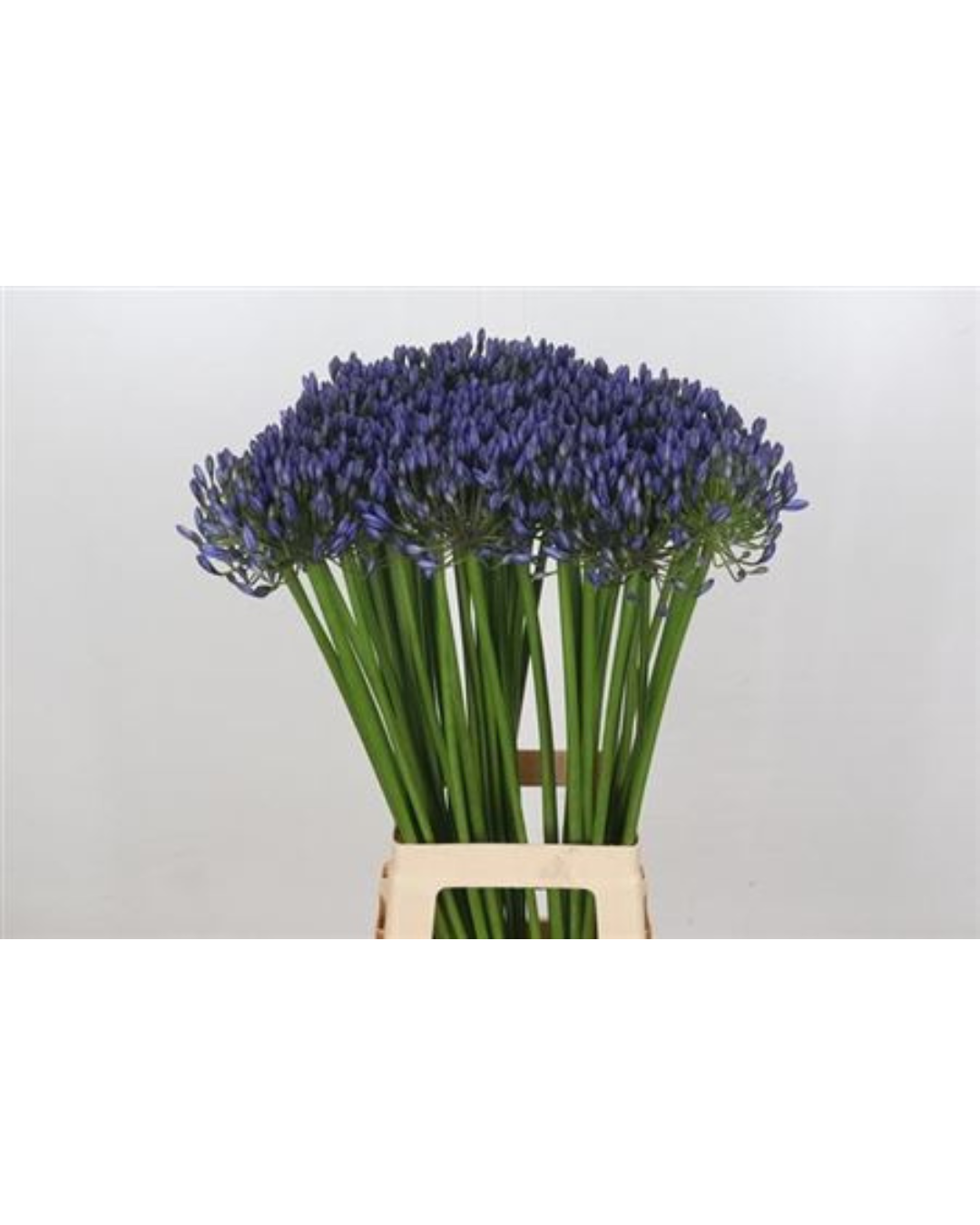 Agapanthus Blue