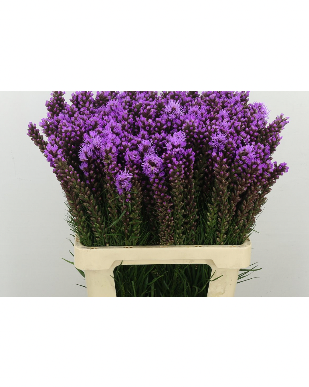 Liatris