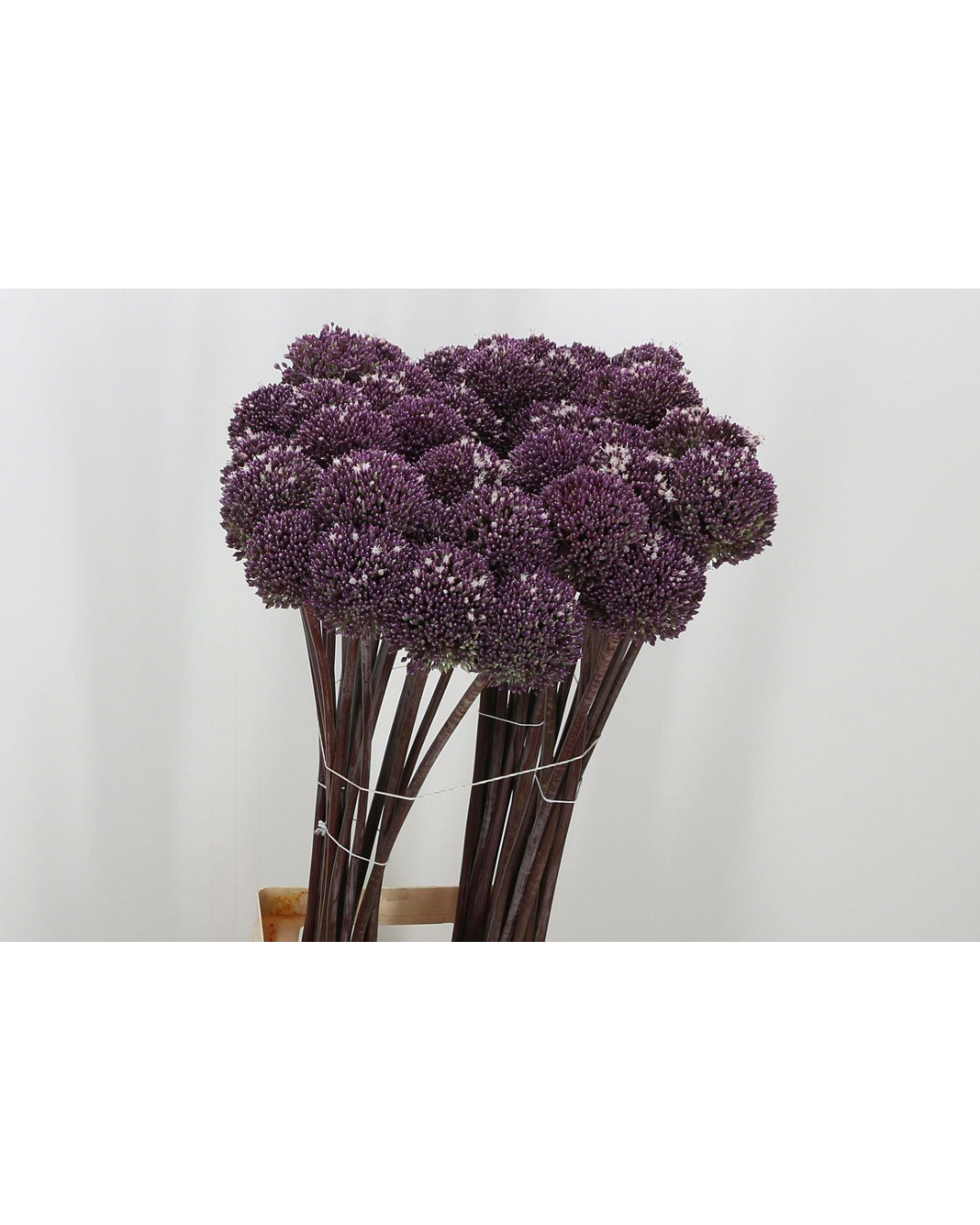 Allium Summer Drummer