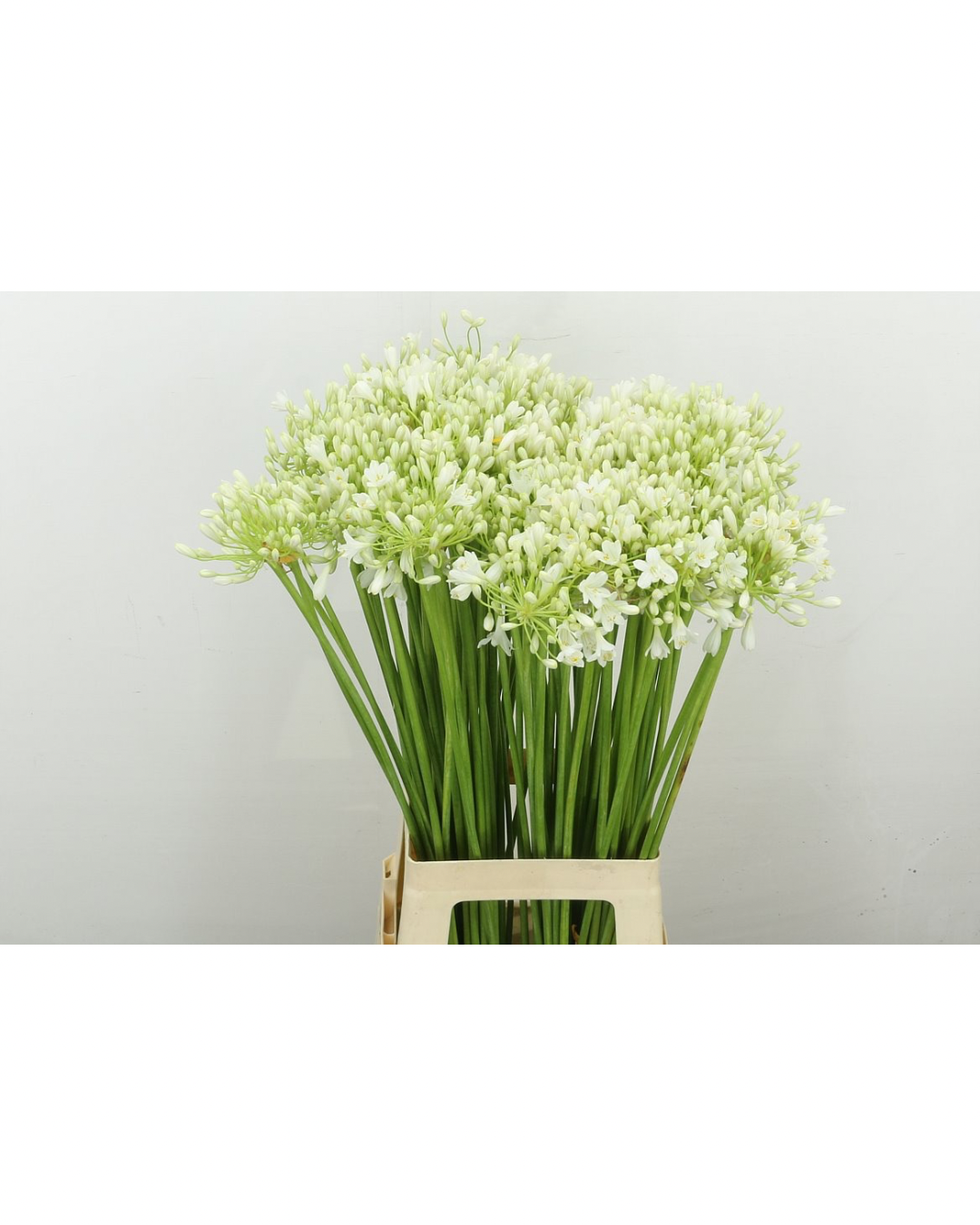 Agapanthus White