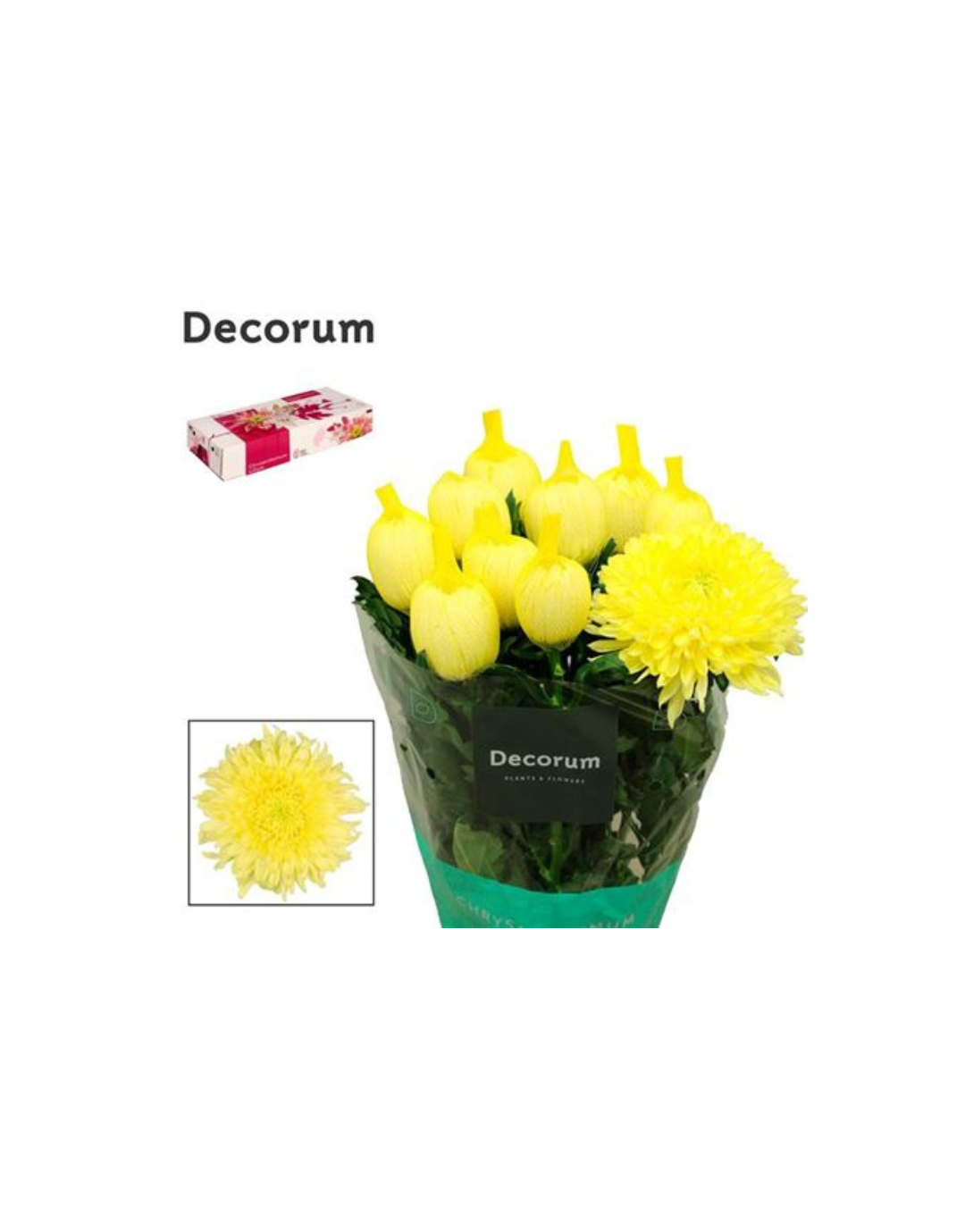 Magnum Yellow Bloom Chrysanthemum