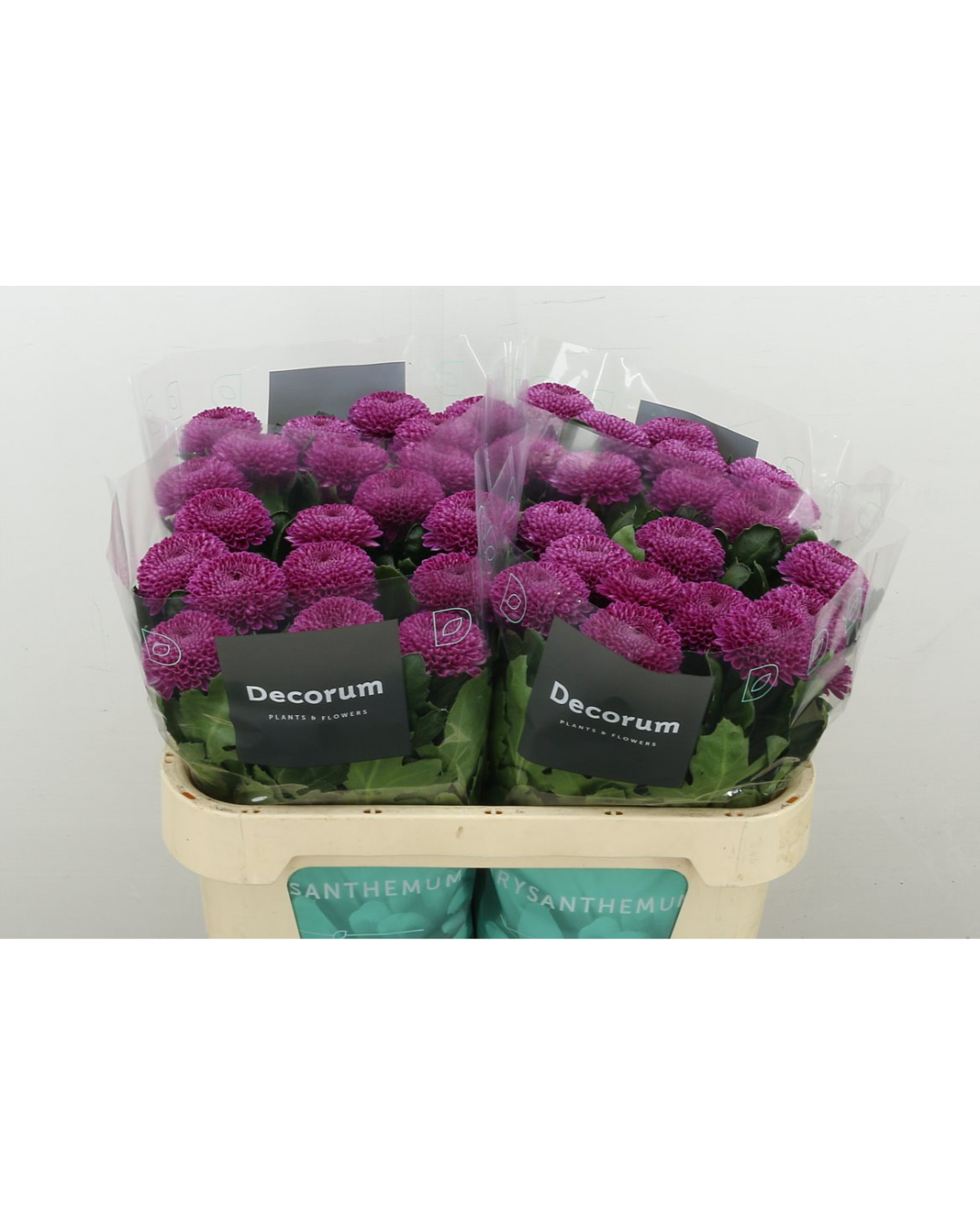 Roxo Bloom Chrysanthemum