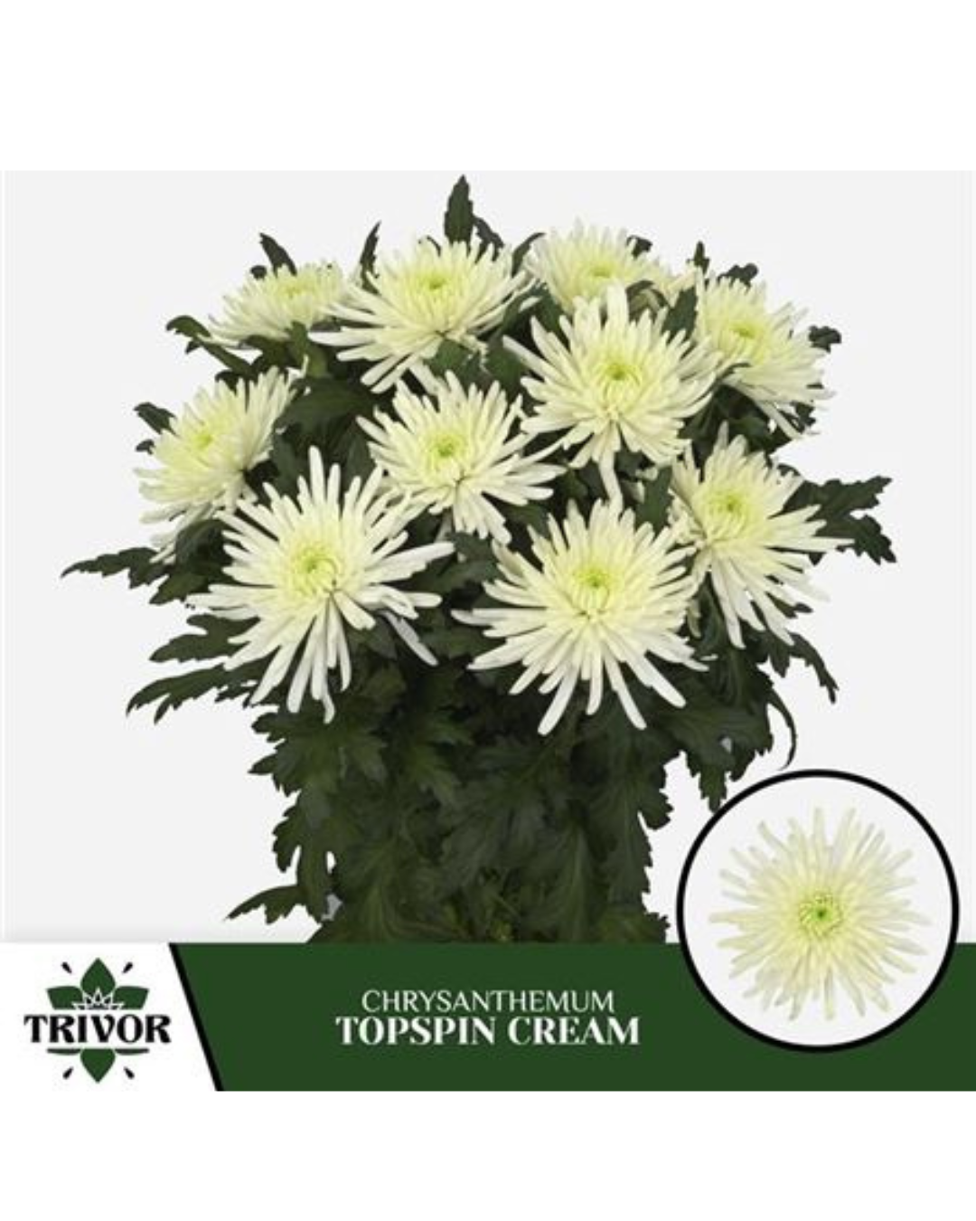 Topspin Cream Bloom Chrysanthemum