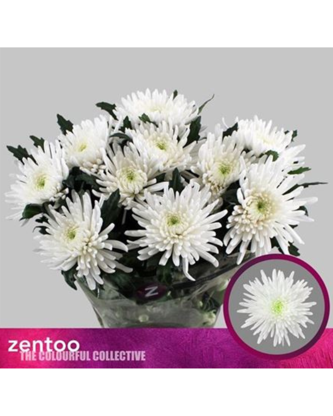 Topspin Bloom Chrysanthemum