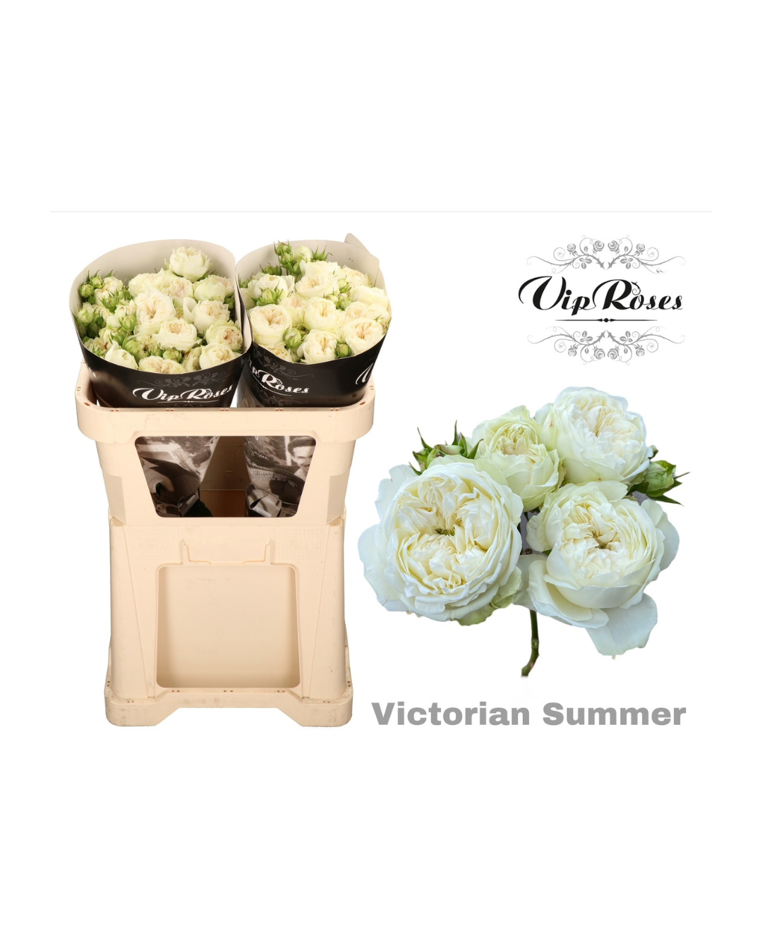 Spray Rose Victorian Summer (VIP)