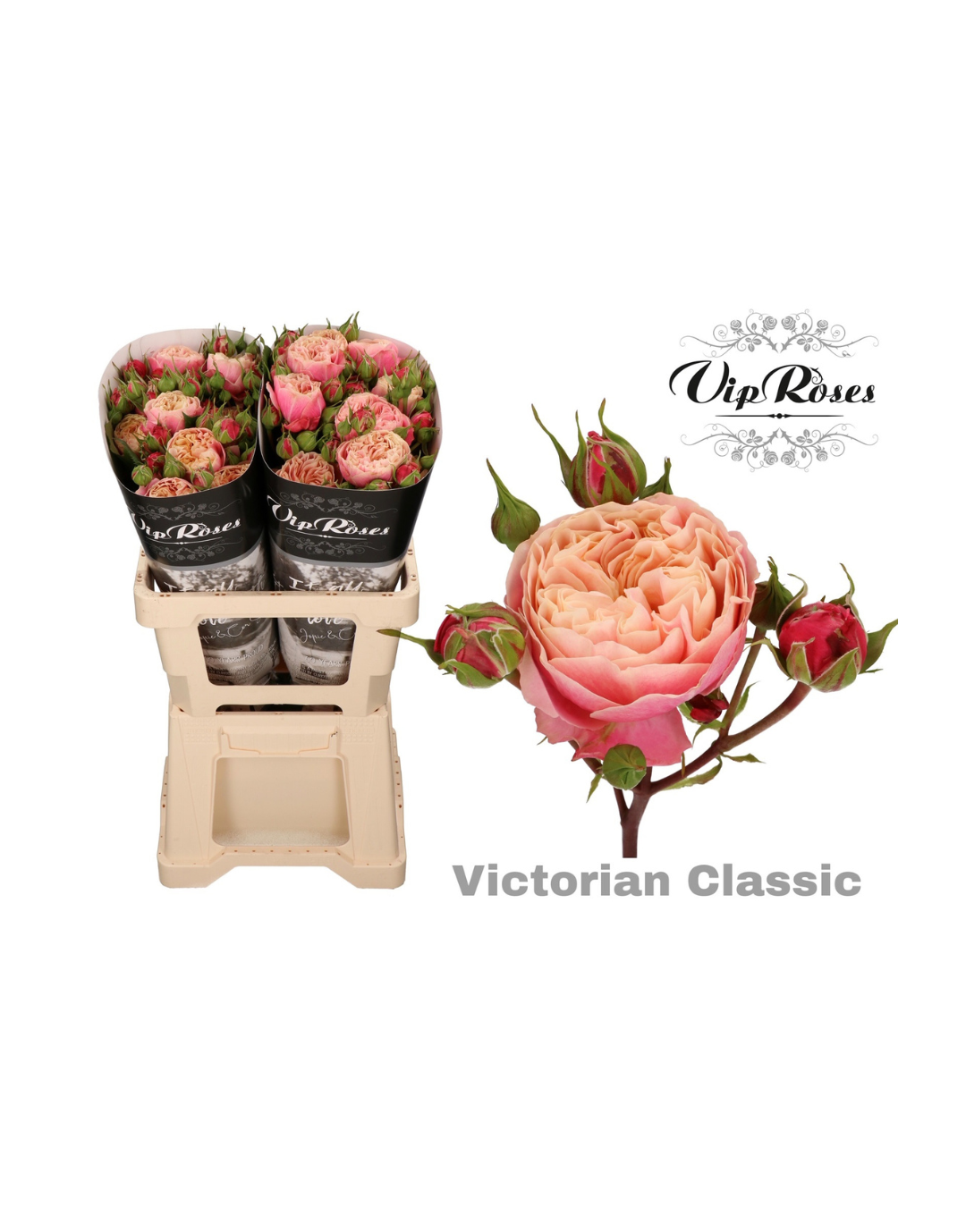 Spray Rose Victorian Classic (VIP)