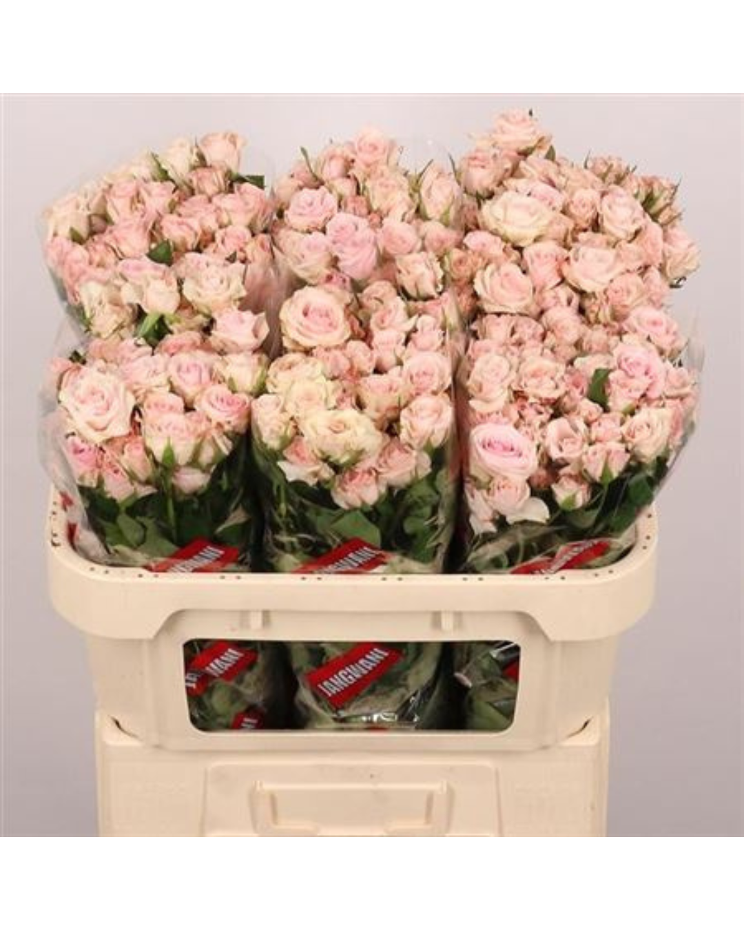 Spray Rose Sweet Porcelina