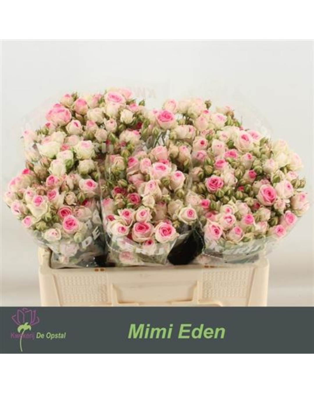 Spray Rose Mimi Eden