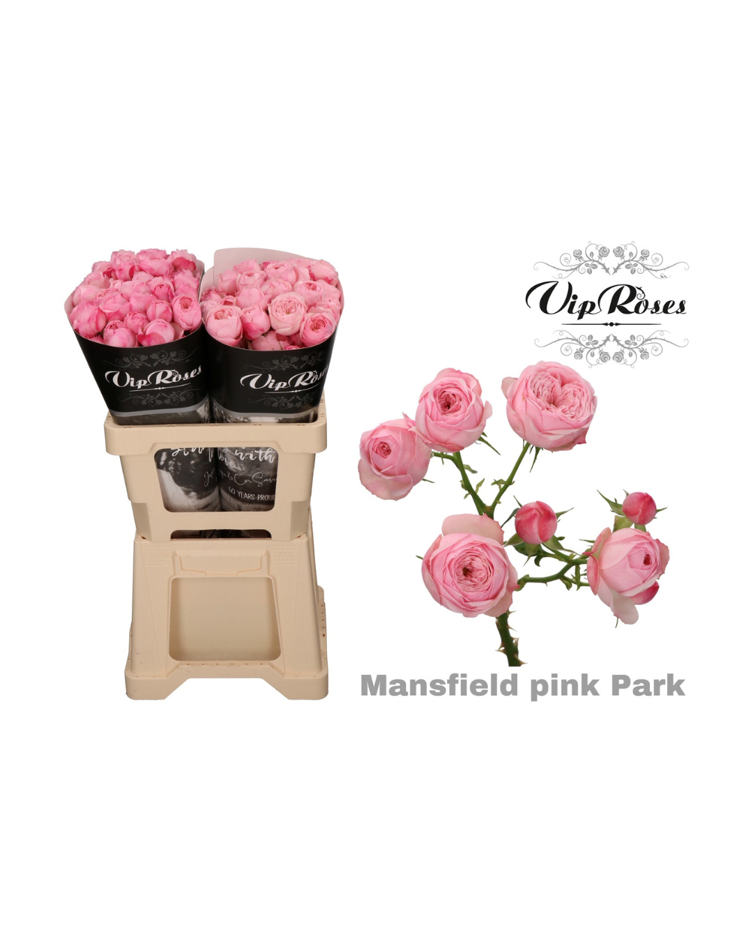 Spray Rose Mansfield Park Pink (VIP)