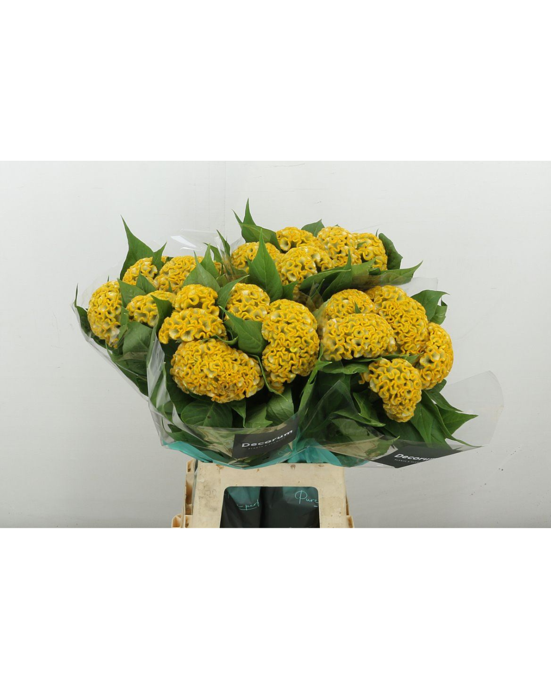 Celosia Yellow